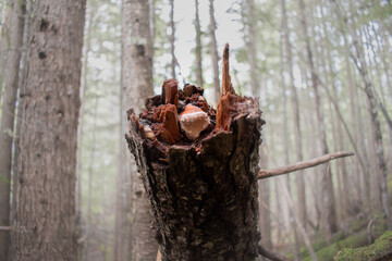 trunk with fungi
