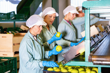 Focused Diligent efficient glad women working on fruit sorting line at warehouse, checking quality...