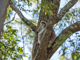 Fototapeta na wymiar Koala Bear Sitting In An Australian Gum Tree