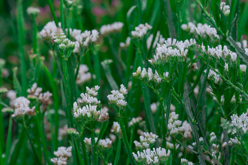 Closeup of a stem of pale yellow annual statice, Limonium sinuatum,