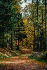 Wald, Waldweg, Herbst, Herbstlaub, Bäume