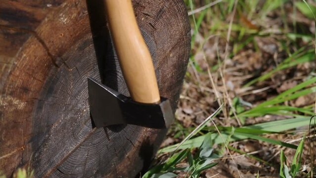 Close-up on an axe insertion in the oak log front. Filmed in the forest in summer evening.