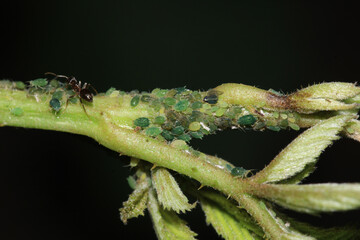 harmful aphid insect macro photo
