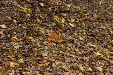 Autumn background: the ground is covered with autumn leaves
