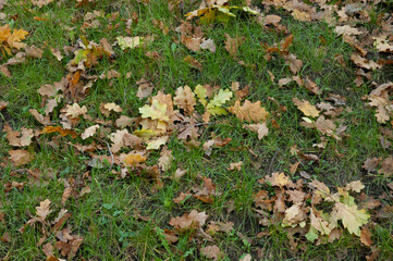 fallen autumn leaves among the green grass