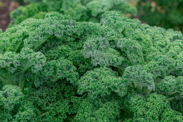 Closeup of some leaves of kale forming a heart on a dark  background