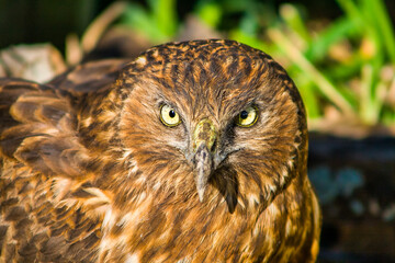 Close up of the head of a beautiful bird of prey sitting on our lawn