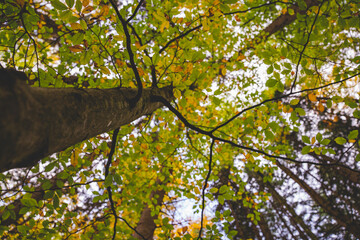 Baum, Blätter, Herbst, Baumwipfel, Baumstamm, Natur