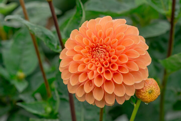 dahlia blooms in a sunny autumn day in the garden