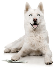 Cute dog with money isolated on white background