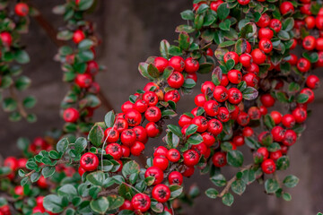 red berries on a tree