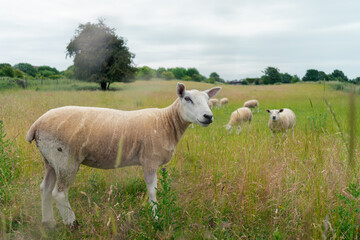 Obraz premium sheep in the meadow