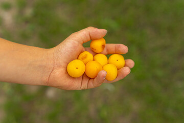 hands holding a yellow plums
