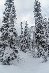 Forest near Lake Louise in Banff Park