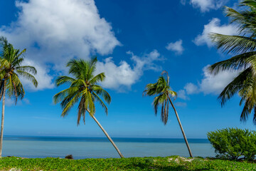 View of a Caribbean beach with green water, blue skies and palm trees.