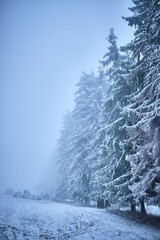 Frozen pine forest view covered with snow at foggy morning, vertical