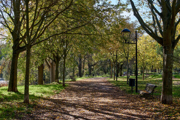 Vibrant autumn scenery with yellow leaves and a bench. Park in fall season. Strolling among branches, trees and leaves.