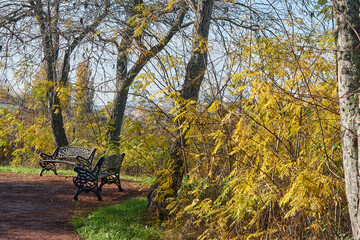Vibrant autumn scenery with yellow leaves and a bench. Park in fall season. Strolling among branches, trees and leaves.