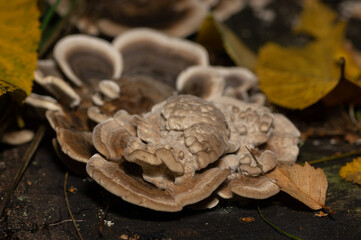 Trametes versicolor – also known as Coriolus versicolor and Polyporus versicolor – is a common polypore mushroom found throughout the world. 