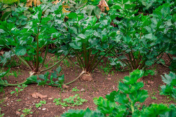 This is a vegetable garden beetroots,cceleriac, Swiss Chard