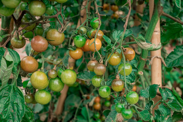 Tomato plant is ill with Phytophthora Phytophthora Infestans.