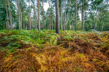 Beautiful colors of the autumn forest