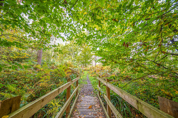Wooden path in the autumn forest