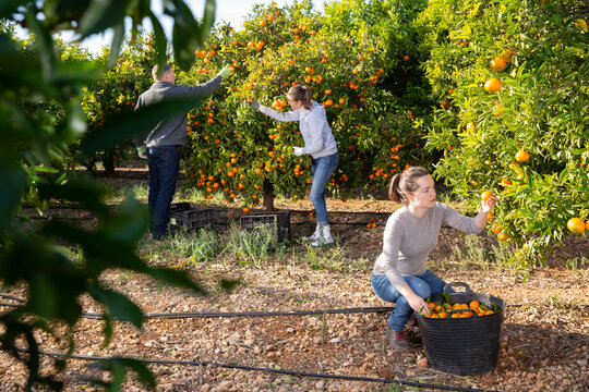 Group farmers picking carefully ripe mandarins on plantation. High quality photo