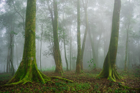 Wide angle shot of Asia rain forest and foggy with tree in the morning