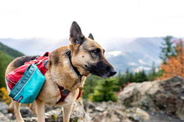 German Shepherd standing on top of mountain range while taking a break from hiking, North Bend, Washington