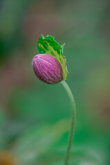 Anemone hupeensis beautiful flower in the Spring Mountains,