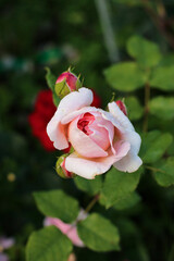 Top view of a pink rose Poesie (JACient)