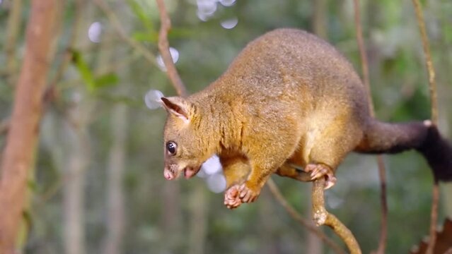 a close up of a coppery brushtail possum feeding in a tree at a rainforest in north qld, australia