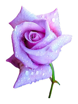 Detailed PNG cutout selection image of a Pink Rose flower blossom with stem covered in raindrops isolated on a transparent background.