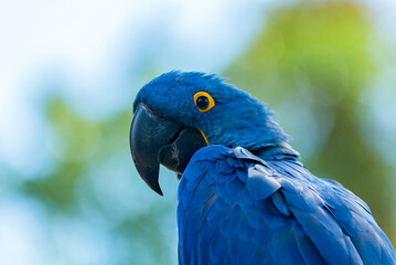Hyacinth macaw © Paul