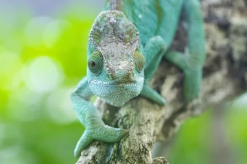 Gordijnen chameleon on a branch © Paul