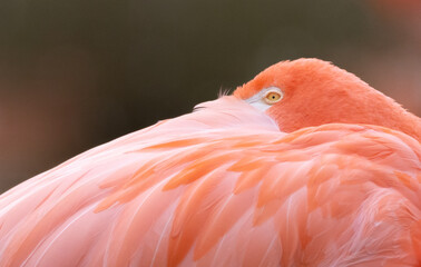 pink flamingo portrait
