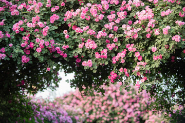 Colorful roses bloom in spring
