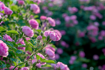 Colorful roses bloom in spring