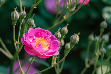 Colorful roses bloom in spring