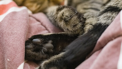 Cute Cat sleeping on a bed, feet