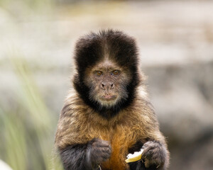 monkey portrait
