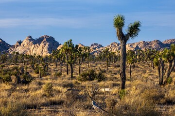 Joshua tree in a desert in Southern California