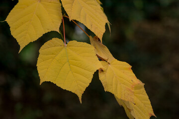 Obraz premium autumn leaves on a tree