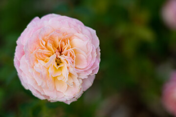 Fototapeta premium Colorful Roses blooming in the garden. Close-up shot, blurred background.