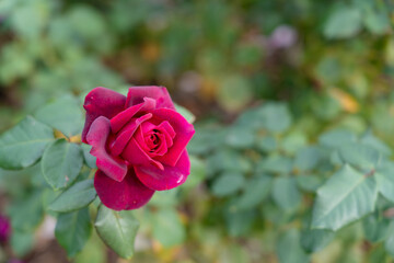 Colorful Roses blooming in the garden. Close-up shot, blurred background.