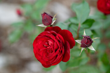Colorful Roses blooming in the garden. Close-up shot, blurred background.