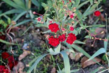 Red roses in the garden, red flower background image, natural background, close-up.