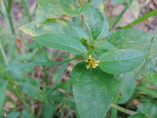 spider on a green leaf