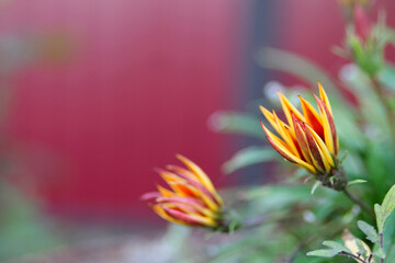 
Gazania flower, yellow and orange flowers in the park, background image, close-up